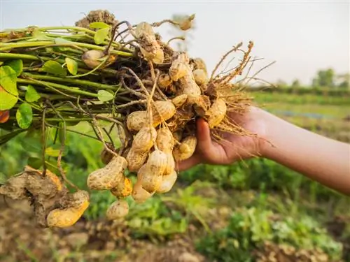 peanut plant