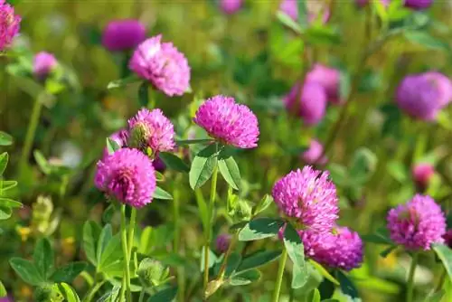 Meadow clover in the garden: cultivation, care and use