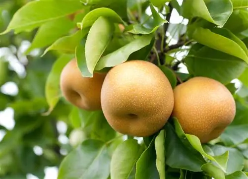 Nashi pear: cultivation, care and use at a glance