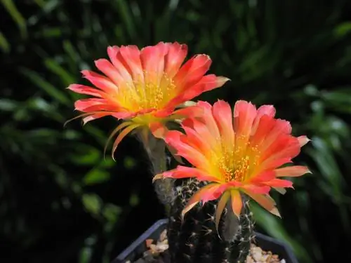 Succesvol groeien en bloeien Echinopsis cactussen