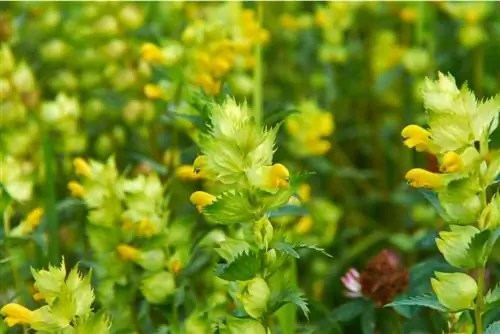 Çıngırak: Renkli çayırlar ve bombus arıları için kır çiçeği