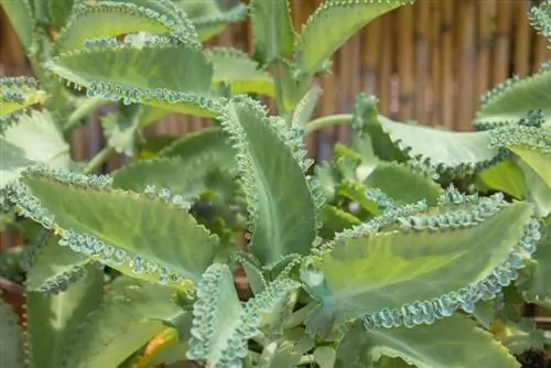 Fascinación de la hoja de cría: perfil, plantación y cuidado