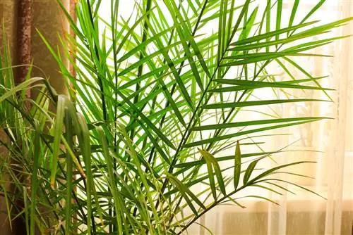 Date palm in a pot: The best care tips and tricks