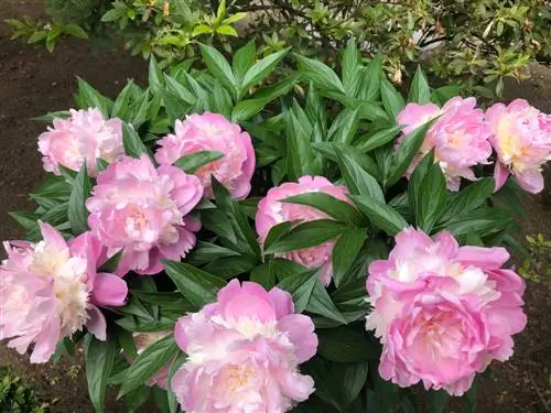 Farm rose vs. peony: differences, care & cutting