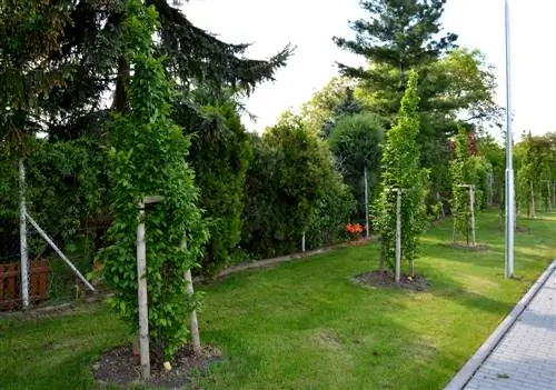 columnar hornbeam