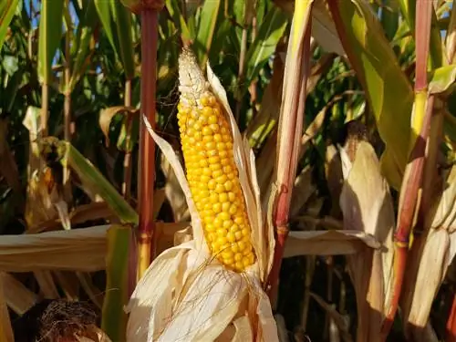 Maíz dulce en el huerto: instrucciones de cultivo y cuidado