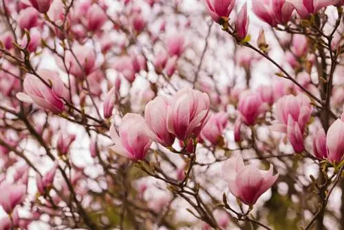 Tulip magnolia : croissance, floraison, entretien et variétés