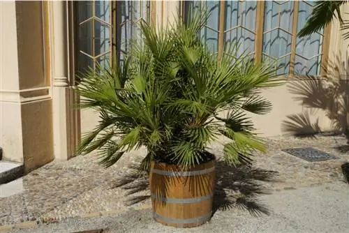 dwarf palm