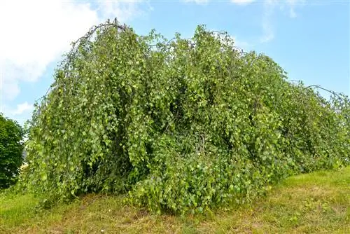 Betulla bianca: profilo, cura, taglio e malattie