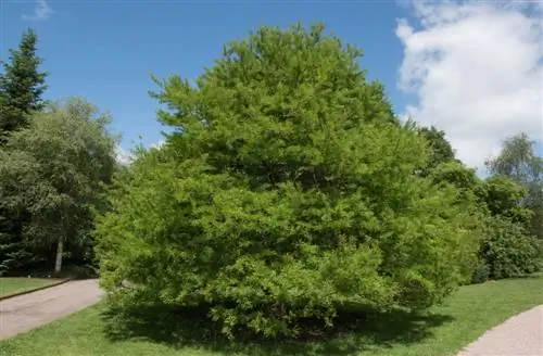 Bald cypress nyob rau hauv lub vaj: kev loj hlob, qhov chaw thiab kev saib xyuas