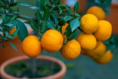 Chinotto al frutto: tutto quello che c'è da sapere sul preferito degli agrumi