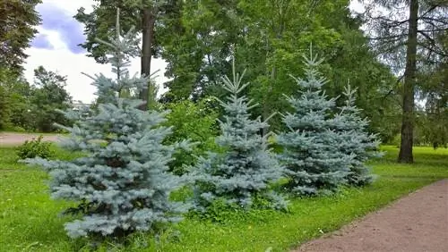 Blue Spruce: Everything you need to know about the Christmas tree