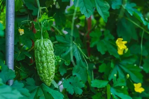 Melon amer : Effet naturel sur le diabète et plus