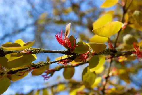 Fascinating gingerbread tree: flowers, scent and autumn colors