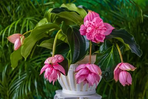 نحوه مراقبت صحیح از Medinilla: دستورالعمل های گام به گام