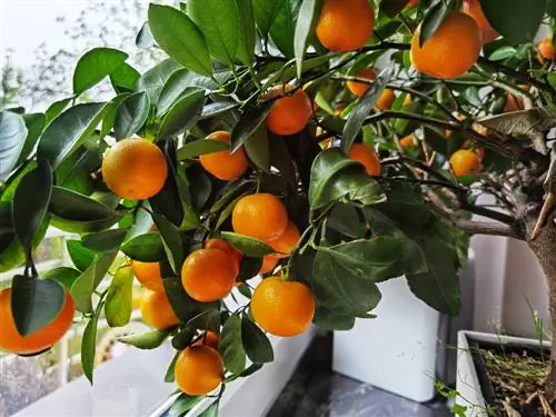 Plantar y cuidar Calamondin: Esto es un éxito garantizado