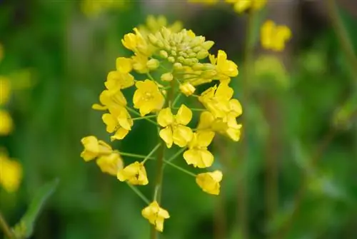 নিজের বাগানে সরিষা রোপণ: এভাবেই কাজ করে