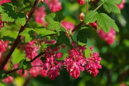 Blodvinbär: Skötsel, plantering och sorter i ett ögonkast