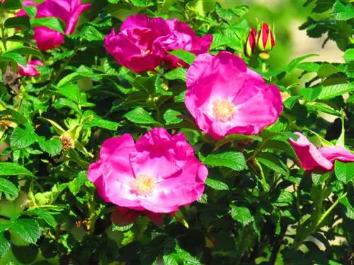 Planting and caring for potato roses: This is how it works