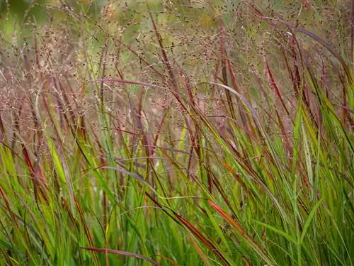 Caring for switchgrass properly: Tips for beds and containers