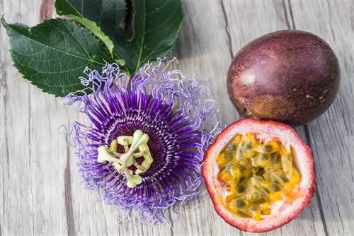 Passion flower fruit: passion fruit or passion fruit?