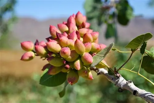 ფისტას ხე