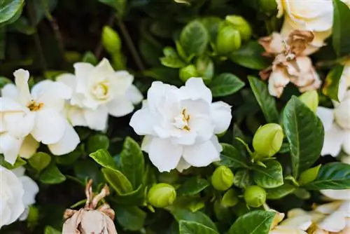 Gardenia as 'n potplant: geur, blomtyd en versorgingswenke