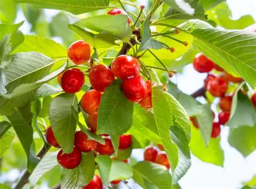 Cereza de pájaro: datos interesantes, cuidados y frutos comestibles