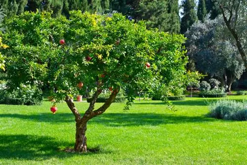 Coltiva e raccogli con successo un albero di melograno