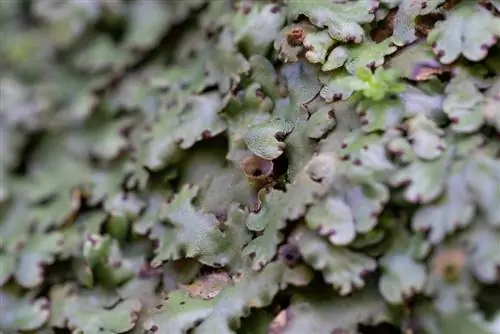 Lewermos: interessante feite, gebruik en versorging in die tuin