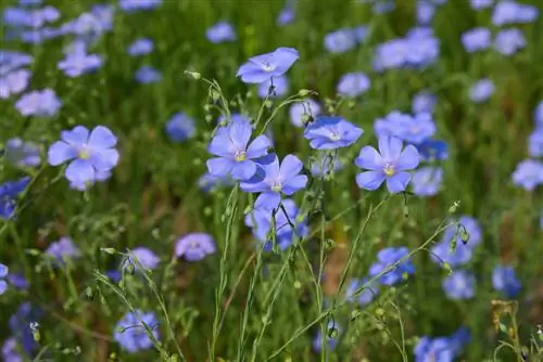 Le lin au jardin : conseils de culture, d'entretien et d'utilisation