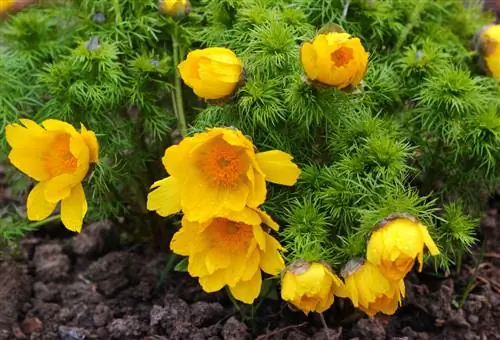 Floretes de Adonis: las 5 especies más bellas y consejos de cuidado de un vistazo