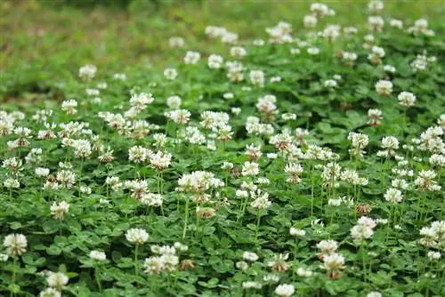 El trébol blanco como planta medicinal y beneficiosa en tu propio jardín