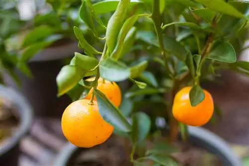 orange tree