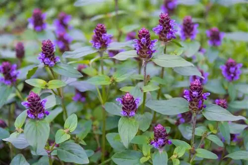 Native Braunelle: schoonheid en genezende kracht in de natuurlijke tuin