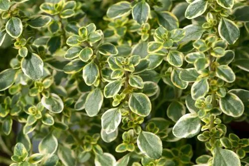 የሎሚ thyme