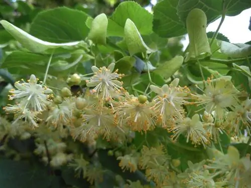 summer linden tree