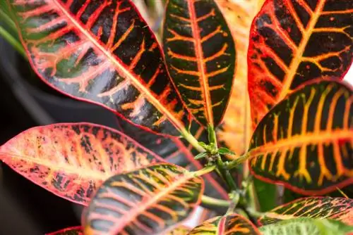 Croton Miracle Bush: Com optimitzo la ubicació i la cura?