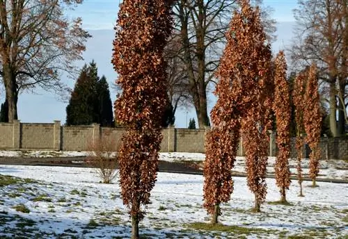 Roble columnar: todo lo que necesitas saber sobre el esbelto árbol del retrato