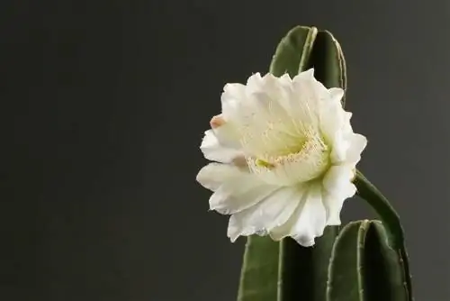 Cuidar con éxito el cactus columnar: consejos y trucos