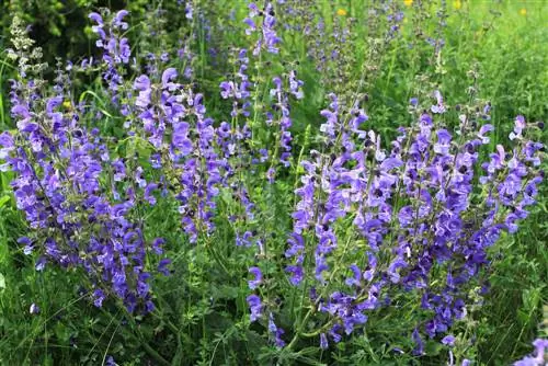 Meadow sage: flowering, care and interesting facts