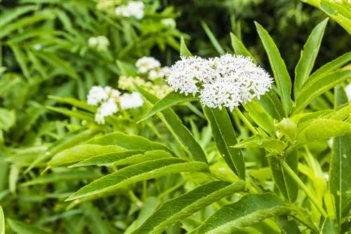 Kilalanin at gamitin ang dwarf elderberry: Narito kung paano ito gawin nang tama