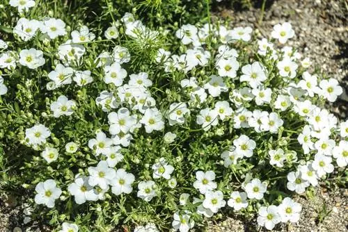 Blomstrende bunddække: Hvordan planter og plejer jeg chickweed?