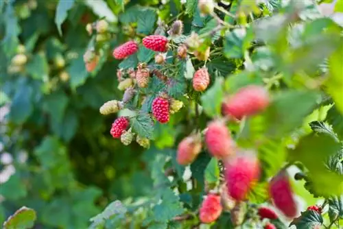 Loganberry: La sensación de las bayas californianas en el jardín