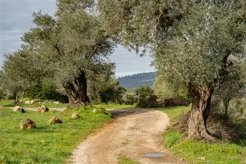 Plant en versorging van 'n olyfboom: wenke vir potte en tuine