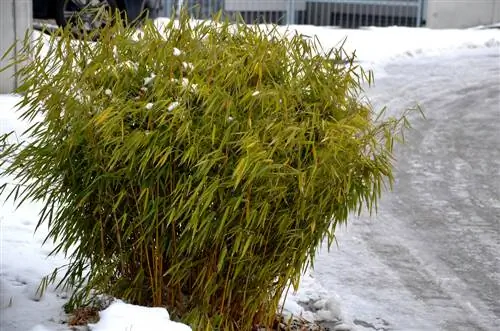 umbrella bamboo