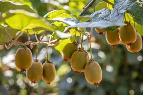 puno ng kiwi