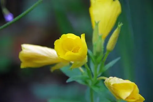 Evening primrose in the garden: cultivation, care and use