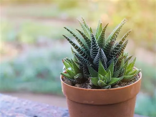 Haworthia: Những loài xương rồng đẹp nhất và mẹo chăm sóc xương rồng