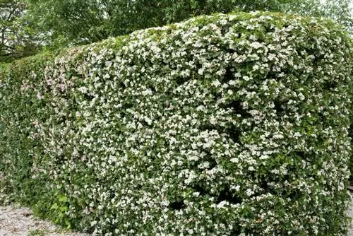 Hawthorn hedge ในสวน: ที่ตั้งการปลูกและการดูแลรักษา